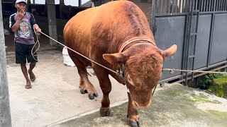 PROSES MUAT SAPI QURBAN RAKSASA 1TON UP MENUJU ARDI BAKRIE
