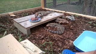 Inside tegu cage 1