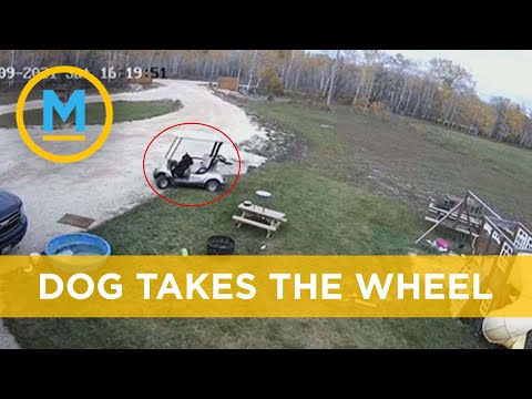 Unbelievable footage catches dog driving golf cart, crashing into Jeep | Your Morning