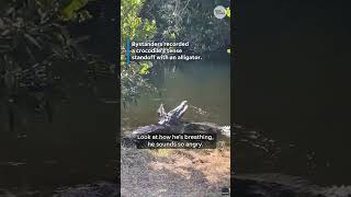 See crocodile show alligator who's boss in Everglades swamp