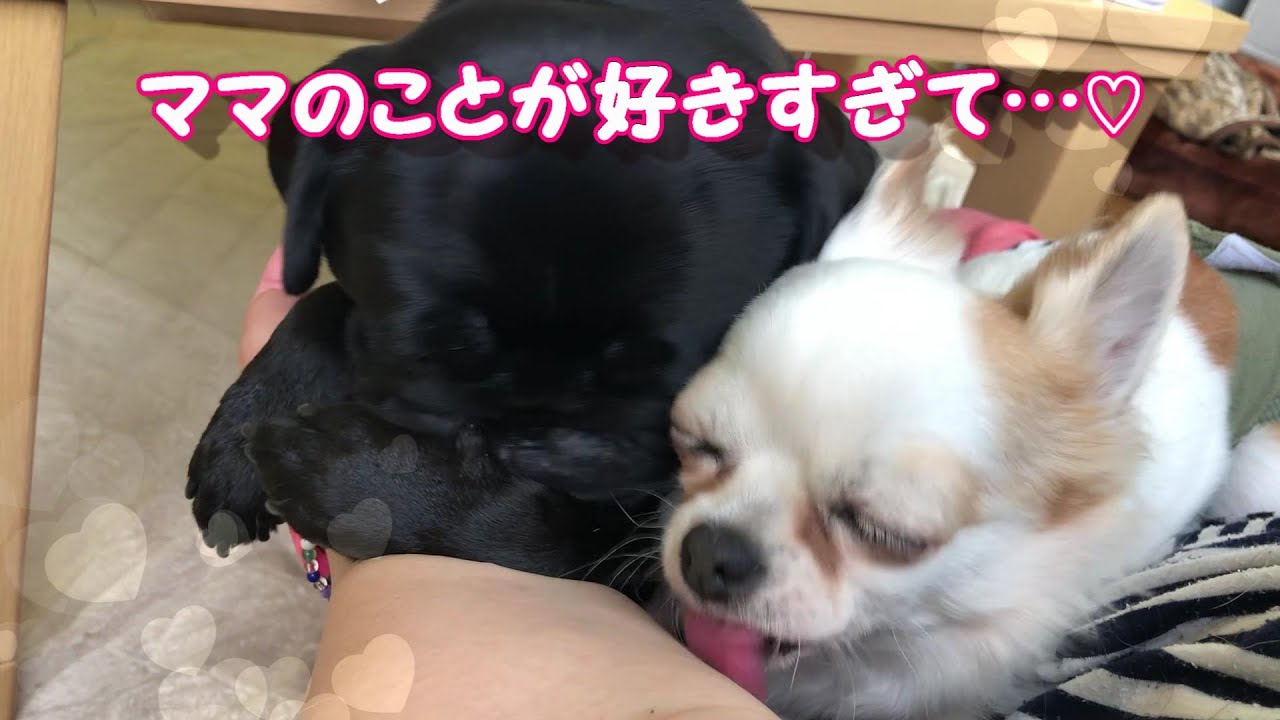 飼い主のお膝に居るときはなめなめするか寝るのが正解と思ってる犬 パグ チワワ サンクラフト 198 Youtube 飼い主のお膝に居るときはなめなめするか寝るのが正解と思ってる犬 パグ チワワ サンクラフト 198 Youtube