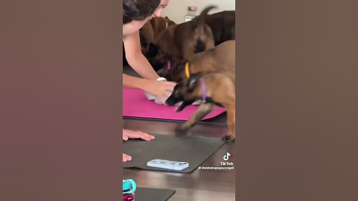 Pups Join Yoga Class