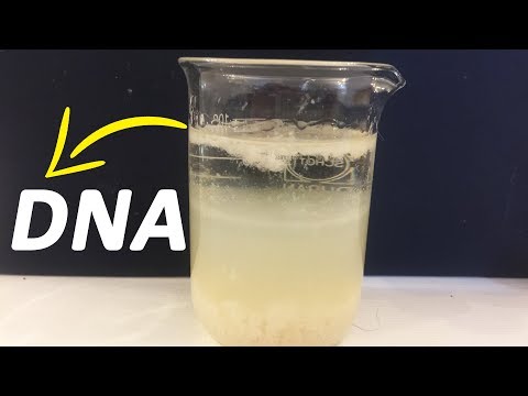 自宅でバナナからDNAを抽出する方法