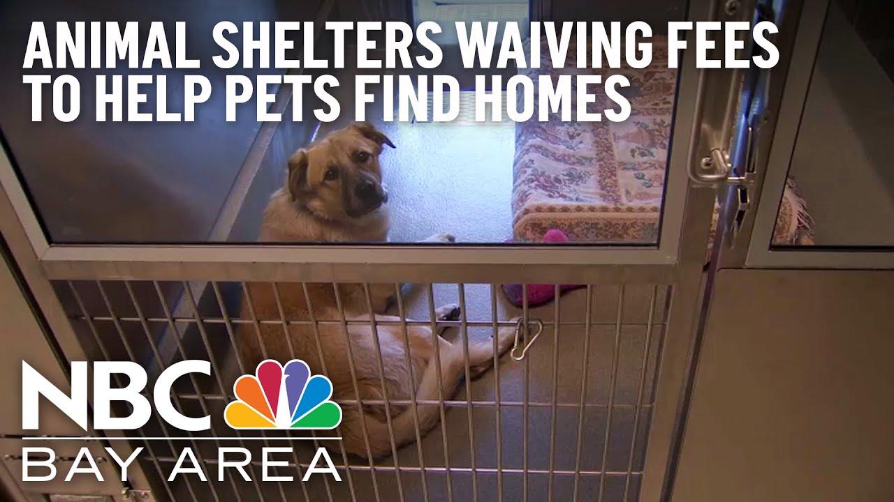 Bay Area Animal Shelters Need Help Finding Homes for Pets