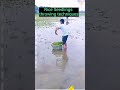 Rice Seedlings Throwing Method Satisfying Short