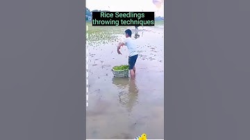Rice Seedlings Throwing  Method #satisfying #short