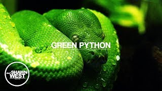 Celebrity Freestyle Type Beat l Free Type Beat 2022 l Rap Trap Beat Instrumental Green Python Net Worth