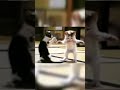 قطة ترقص مع أغنية ندى حبيبة بابا