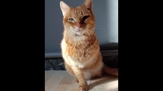 Yara Catland Wingy the 2 legged cat پناهگاه گربه یارا