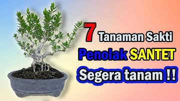7 TANAMAN SAKTI PENANGKAL SANTET