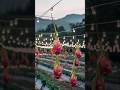 ड्रैगन फ्रूट के खेतों में LED बल्ब क्यों लगा रहे हैं 😨 #shorts #dragonfruit #farming
