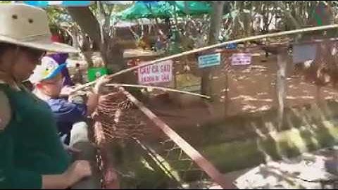 Trò chơi câu cá sấu ở cồn phụng bến tre