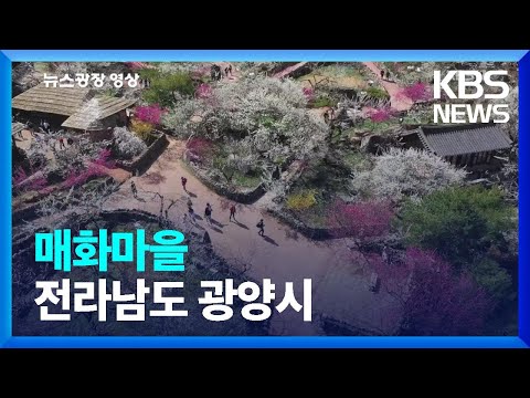 [뉴스광장 영상] <strong>매화마을</strong> / KBS  2022.03.22.