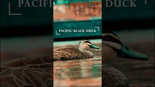 Pacific Black Duck | Birds of Australia | #birds #ducks #wildlife #motivation #canberra