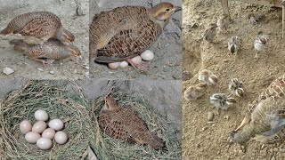 Grey Francolin Hatching Eggs | The Grey Francolin Is Laying An Egg | Teetar Andon Per Baithi Hai