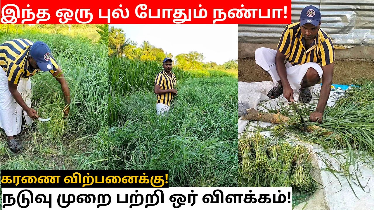 இந்த மாதிரி பண்ணுங்க! நல்ல "Yield" வரும்! | ஜிஞ்சுவா கரணை விற்பனைக்கு| Jinjuva