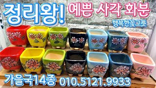 베란다에  정리하기 딱 좋은 사각 미니 다육이 화분 소개합니다, 다육이 굳히기 할 때, 물조절이 걱정이 초보 다육맘에게 추천하는 사이즈! 행복한꽃그릇  가을국14종 ( *협찬*)