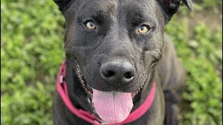 Rita At The Bradshaw Shelter Adopted