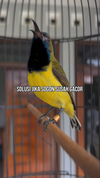 Tips singkat membuat sogon cepat bunyi
