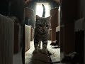 Fight of cat and mouse #ai #viral #trending #youtubeshorts #viralvideo #trendingvideo