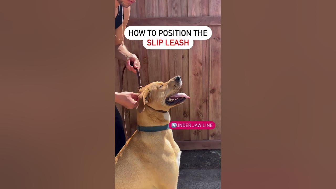How to use the slip leash correctly. Leash handling tips and tricks for No pulling. dogtraining