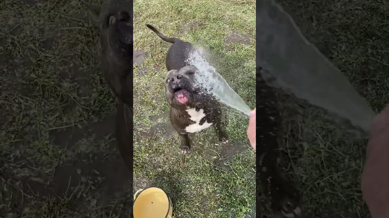 😂ВОДНЫЕ ПРОЦЕДУРЫ😂IZ DOMA ERDLE 