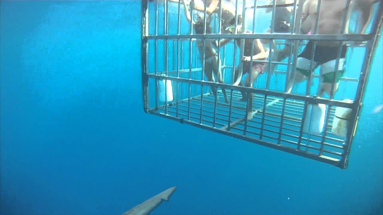 7/24/2013 SHARK CAGE DIVING NORTH SHORE OAHU, HAWAII NORTH SHORE SHARK