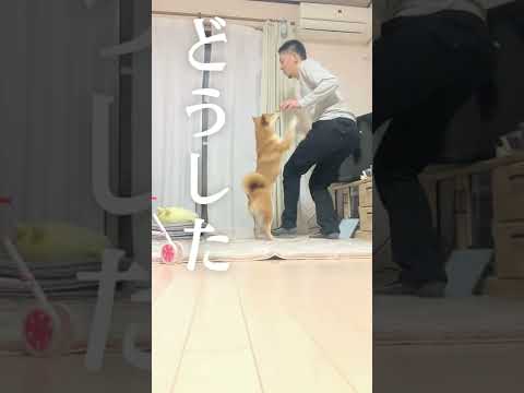 柴犬こむぎの脳みそをお花畑にするアルジのステップ