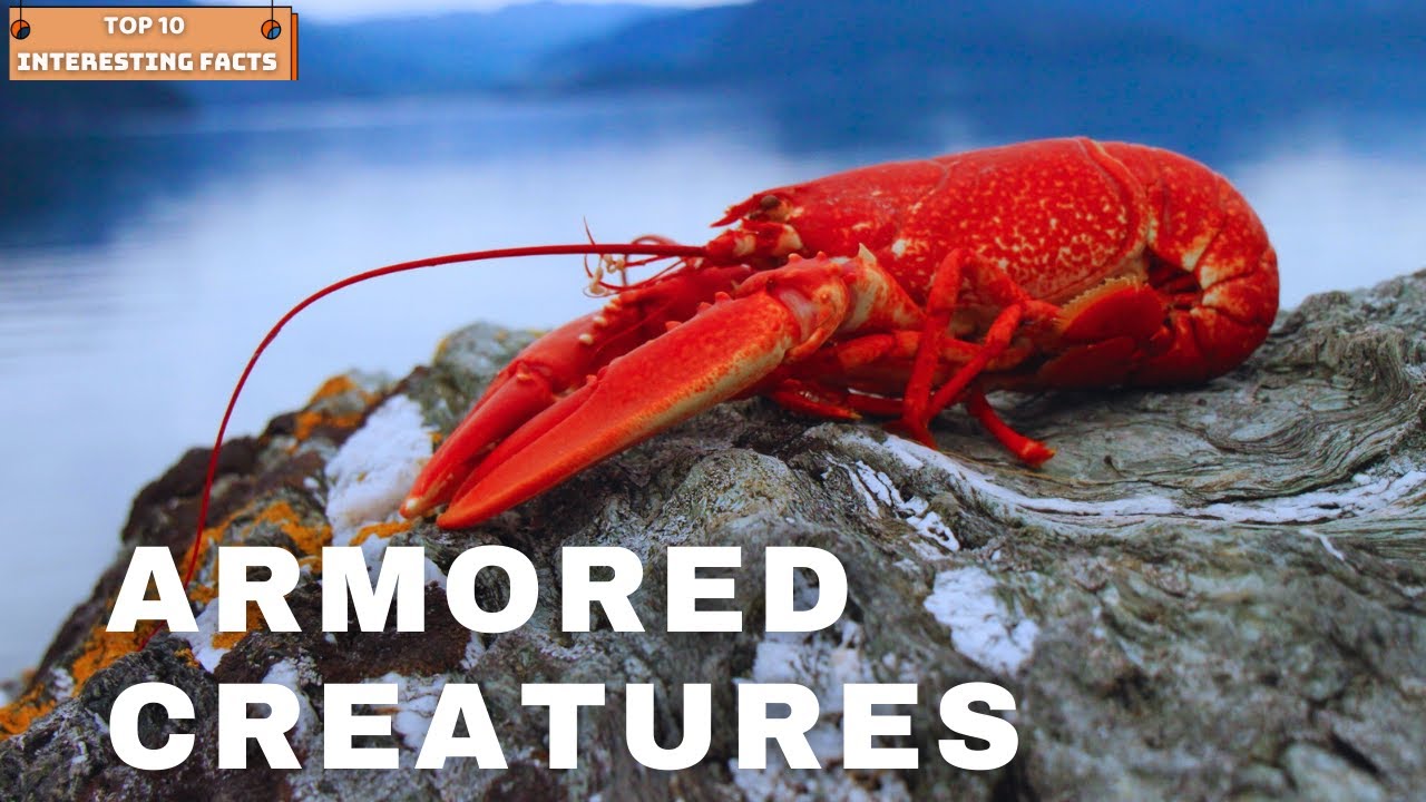 Interesting Facts About Lobsters vrogue.co