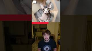Do you own one of these cats?