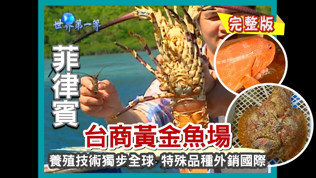 【菲律賓】台商黃金魚場 特殊品種外銷國際（世界石斑大王／巨無霸蝦王／50美金白蝦／石頭人臉怪魚）｜《世界第一等》453集小馬完整版