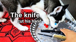 Husky puppy's funny reaction to food! The knife cut his hand