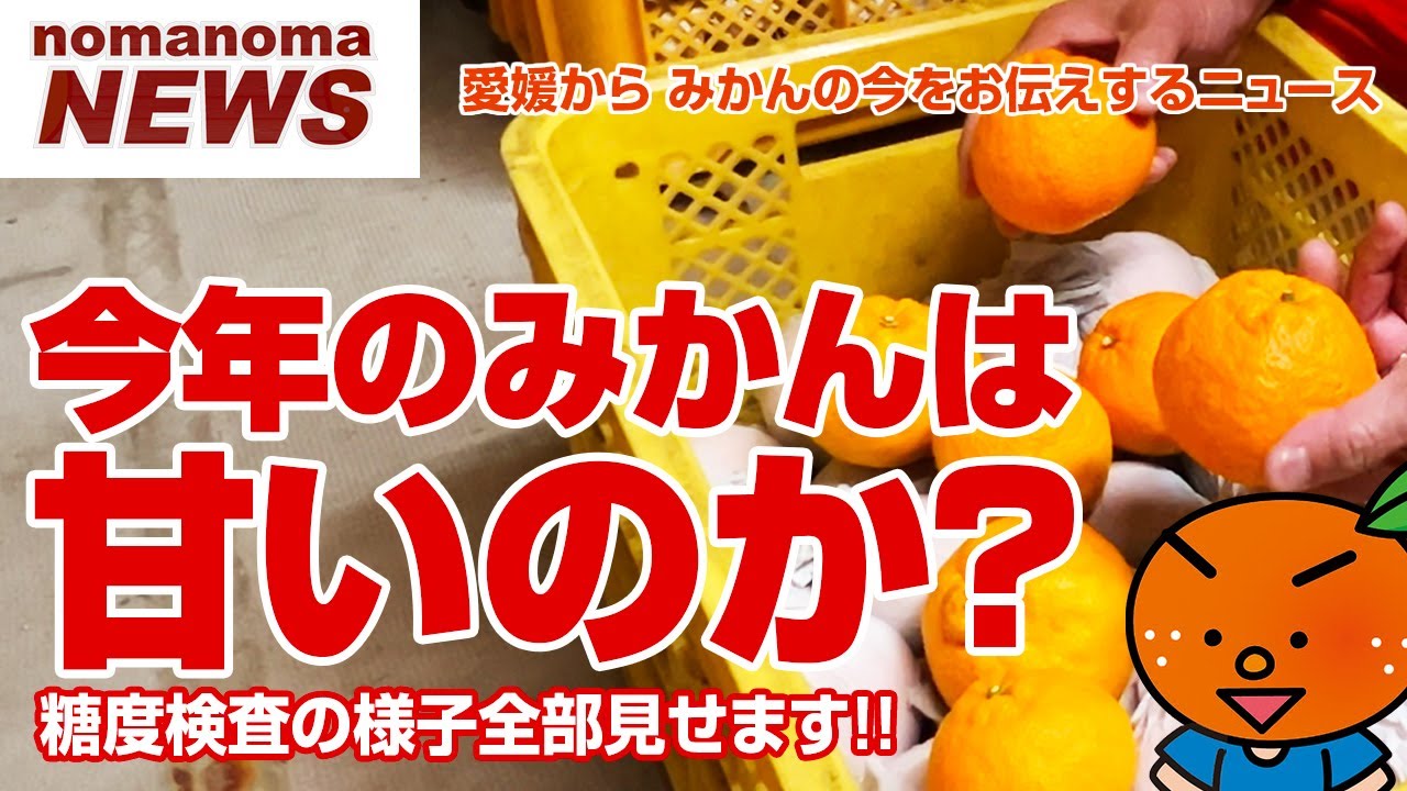 緊急速報！】今年のみかんは甘いって本当！？ のまのまニュース 2024/1