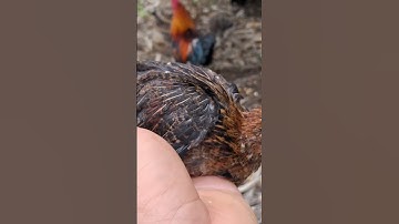 gà rừng rặc tơ cực đẹp.me nyuam lau qaib qus hav khaub zoo nkauj kaws li