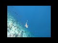 Sharks, Maldives 2019