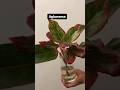 Which plants can be grown in water? Hydroponics #plants #hydroponics #gardening #houseplants