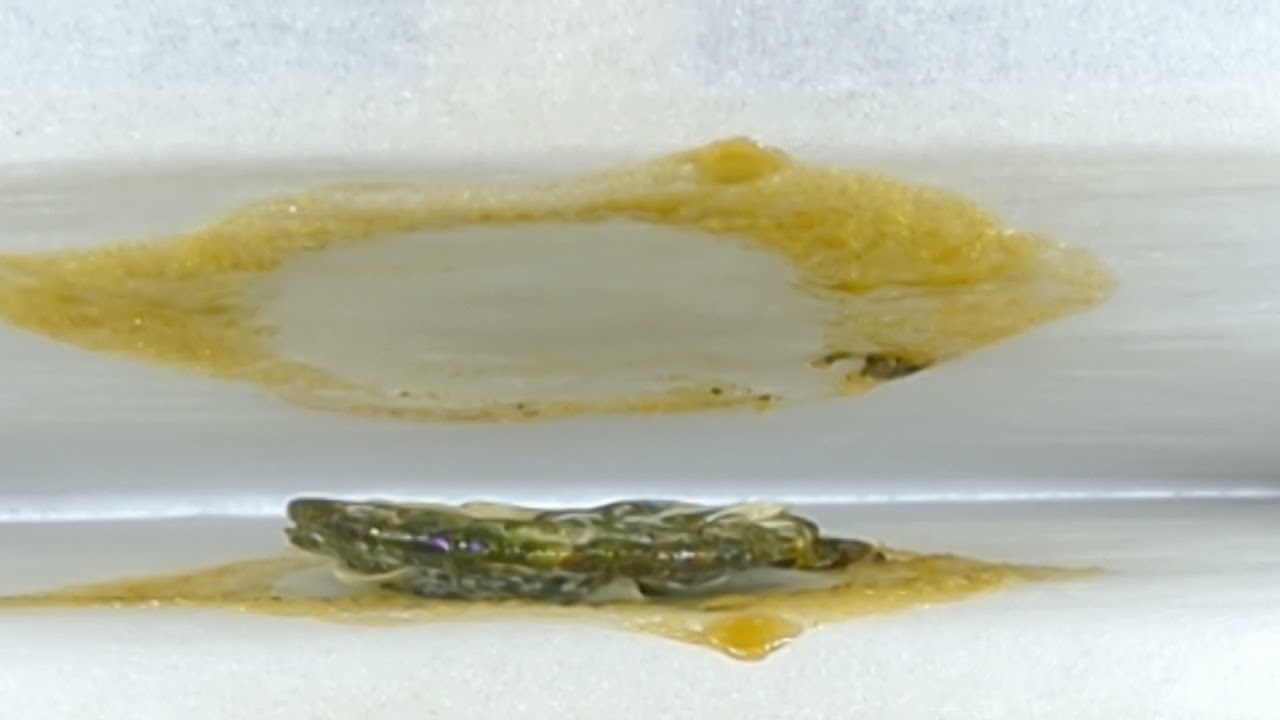 Silver OG pressed on my 20ton Tank rosin press. NFSOT