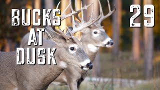Bucks at Dusk Episode #29