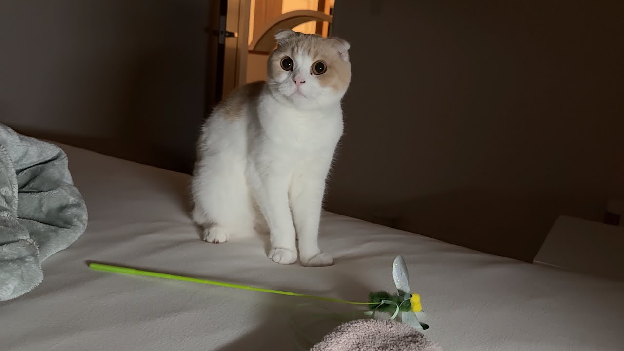 夜中に遊んでほしくて布団におもちゃを運んでくる猫たちが可愛