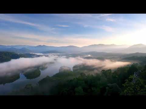 Monkey Gorilla Sound Effects 1HOUR 