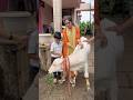 #calflove #shreyakittur #farminglife #kolhapur