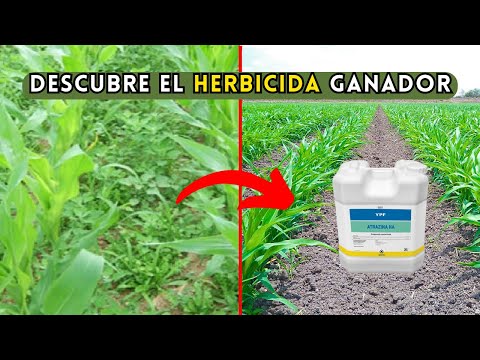 Vídeo: El herbicida mataria l'heura?