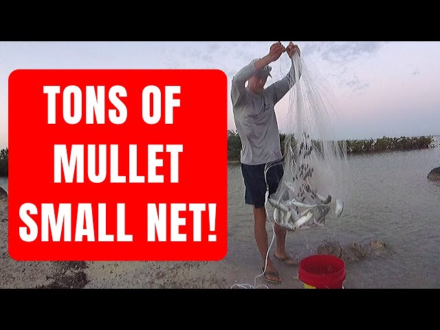 How to Catch Mullet for Bait with a SMALL Cast Net! (By Captain