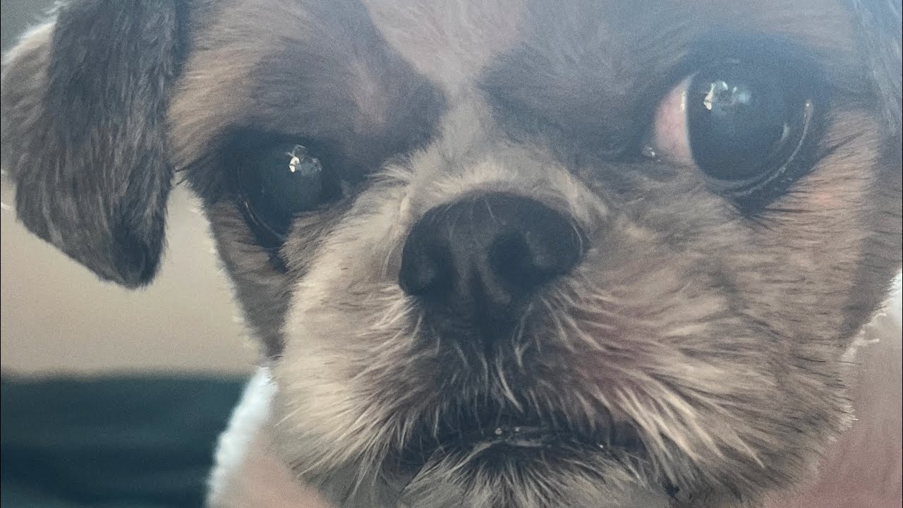 누구 시츄가 의사표현을 이리 똑띠해