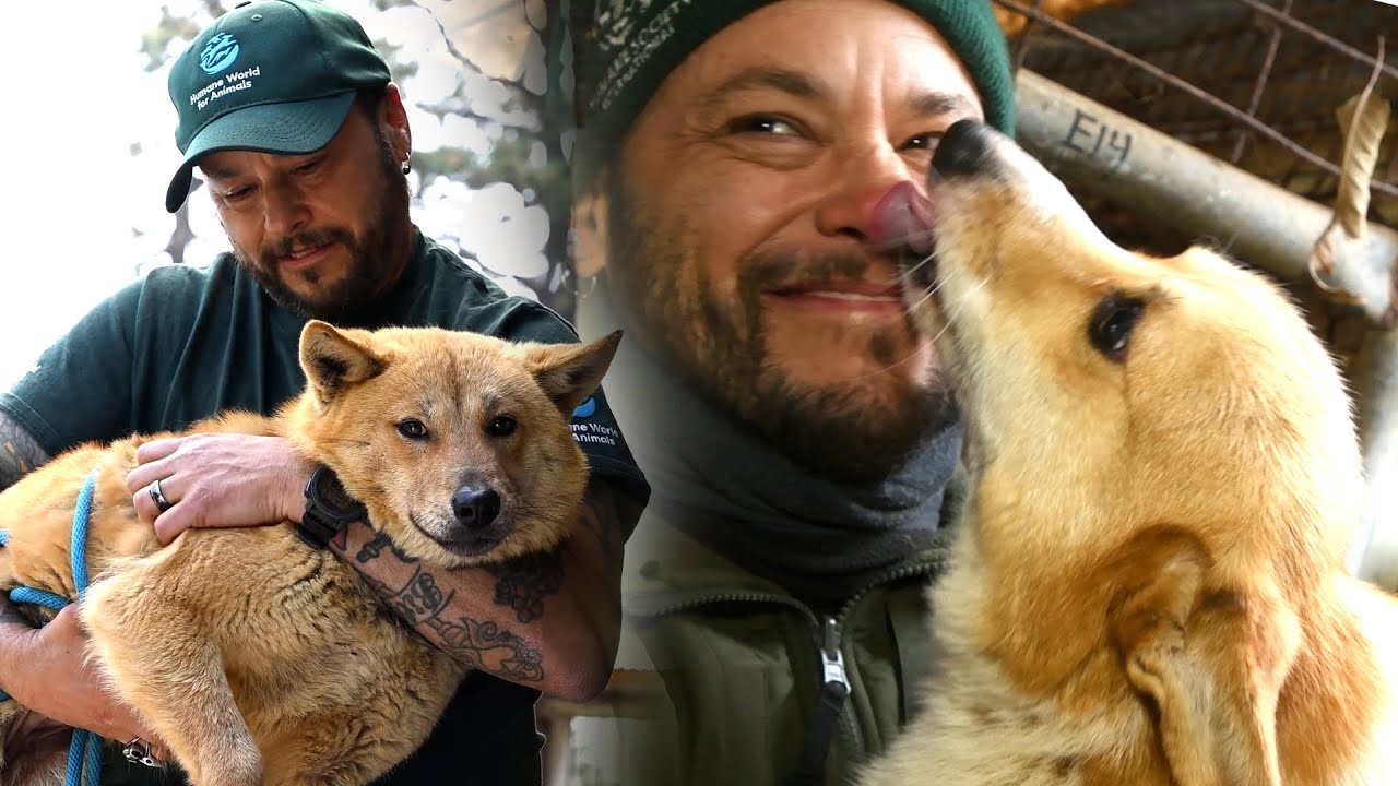 Saving animals around the world | Behind the scenes - YouTube