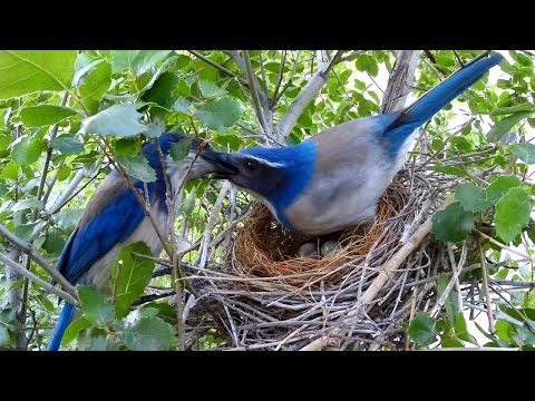 Close-up Scrub Jay Nest Activity HighLights Hero3+ 4.2.2014-4.4.2015 V17181
