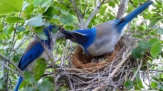 Close-up Scrub Jay Nest Activity HighLights Hero3+ 4.2.2014-4.4.2015 V17181