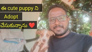 ఈ cute dog కి మీరే పేరు పెట్టండి please 🙏 | Dog adoption 👍👍👍👍 by Pet's TV Telugu 2,676 views 1 year ago 3 minutes, 30 seconds