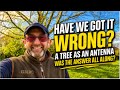 Have We Got it Wrong?  A Tree As an Antenna?!