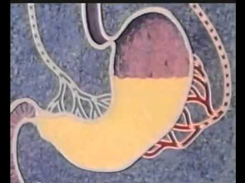 Sindirim Sistemi Konu Anlatımı Video